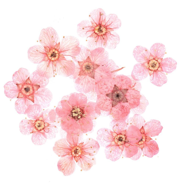 Rico - Filling Material Dried Flowers Pink - 15 Pcs