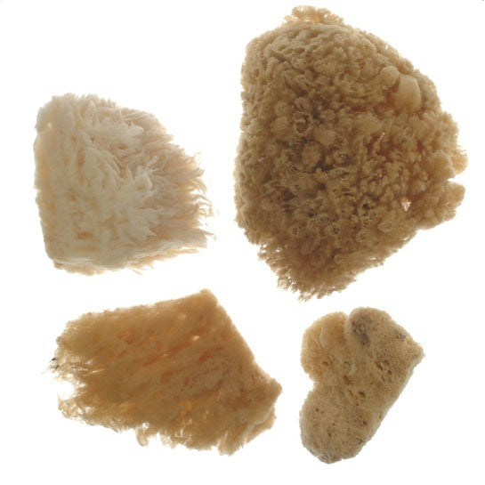 Royal Combi Sea Sponge Set