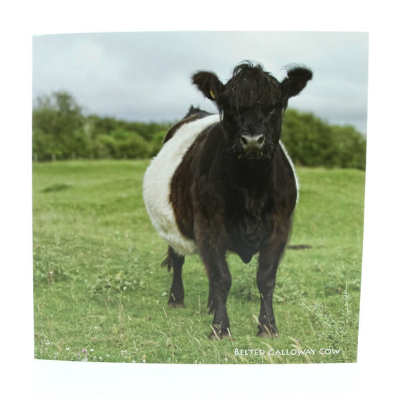 Sound Card - Belted Galloway Cow