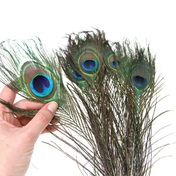 Peacock Feathers Pack of 10