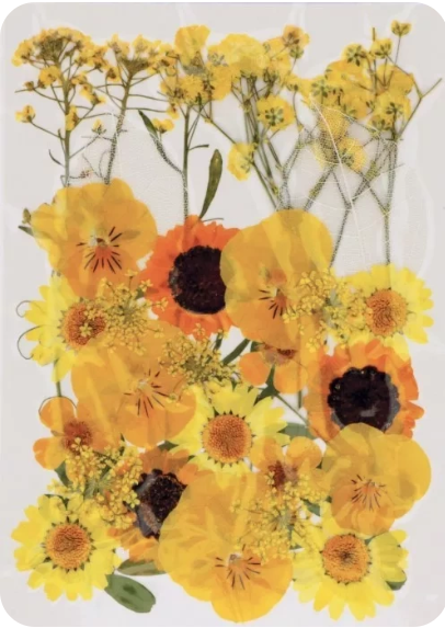 Artemio Dried Pressed Flowers - Sunflower