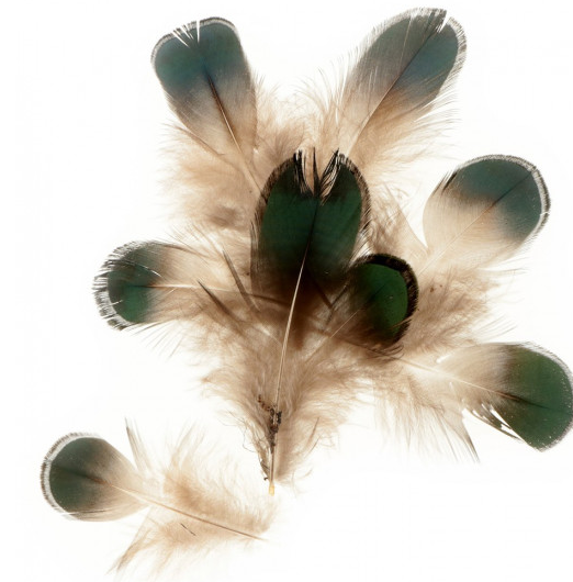 Artemio Feathers Metallic Green/Brown 10Pk