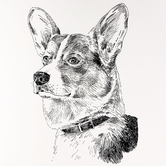 Morus Monthly: Drawing Dogs with Tom Bingham