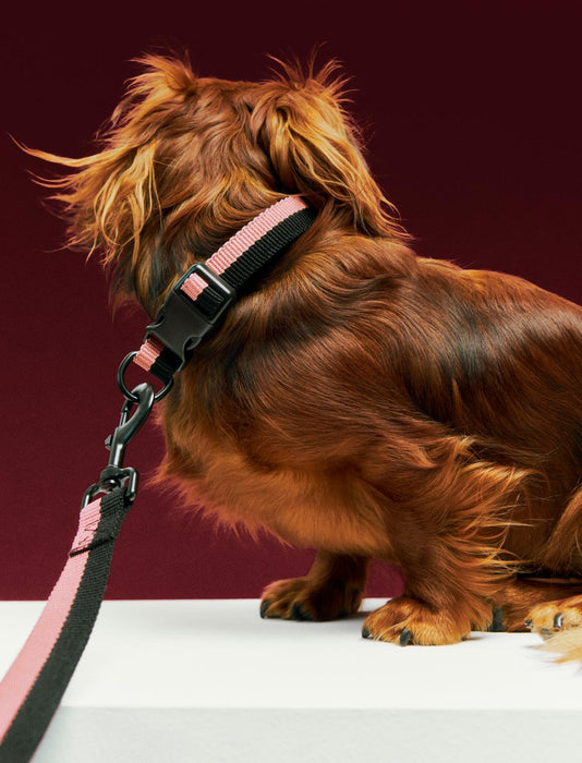 Dog Leash Flat - Pink/Black