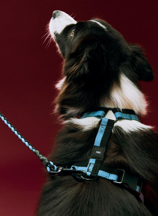 Dogs Harness - Blue/Black