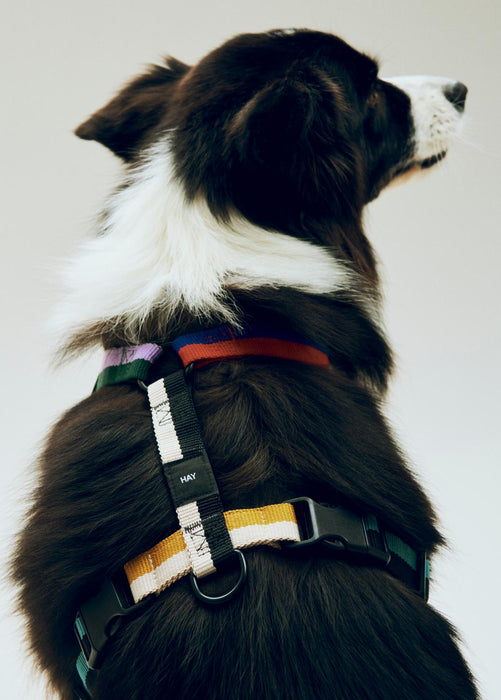 Dog Harness - Multicolour