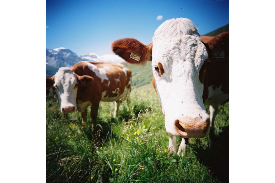 Lomography Color Negative 120 ISO 100 Single Pack