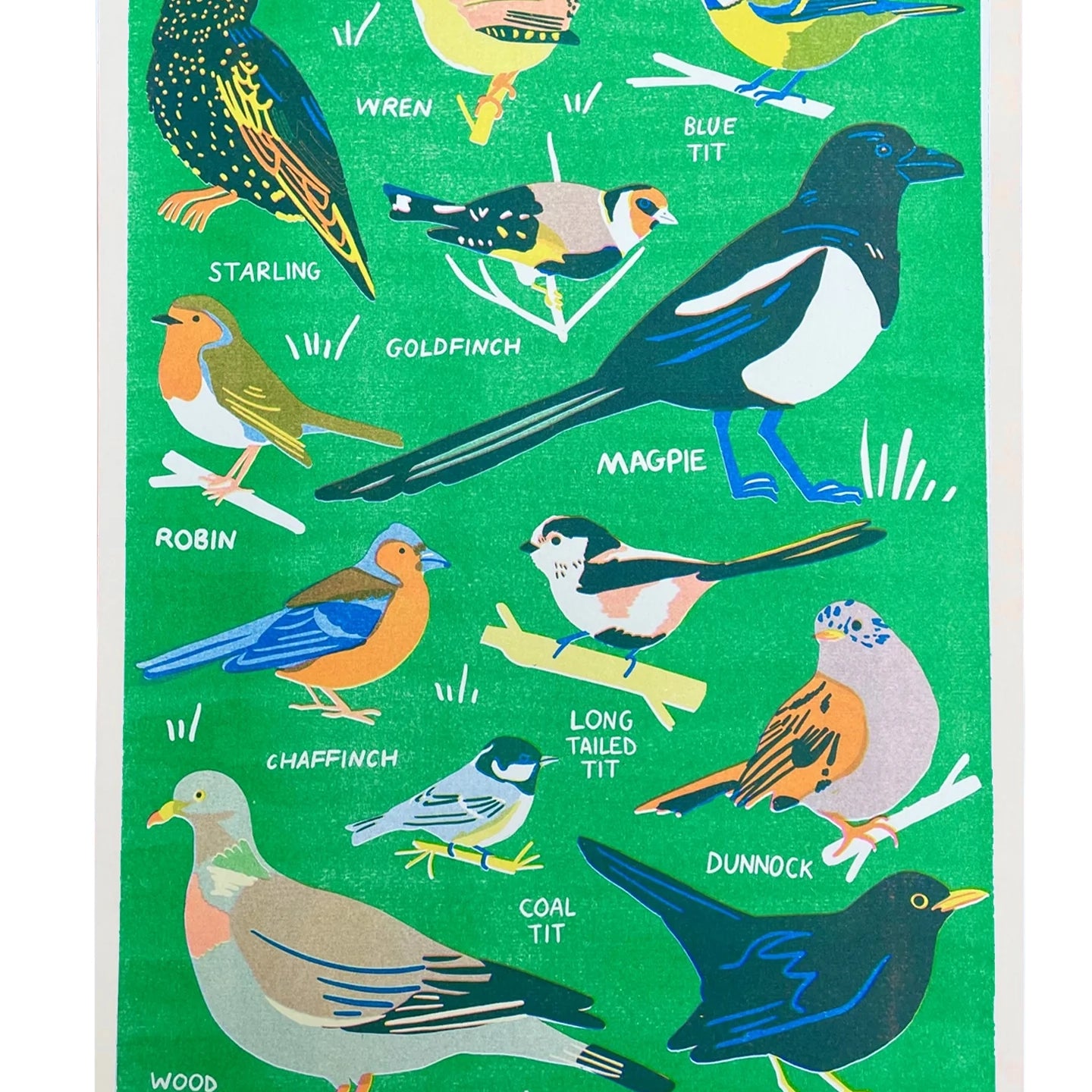 Illustration of various birds with labels on a green background