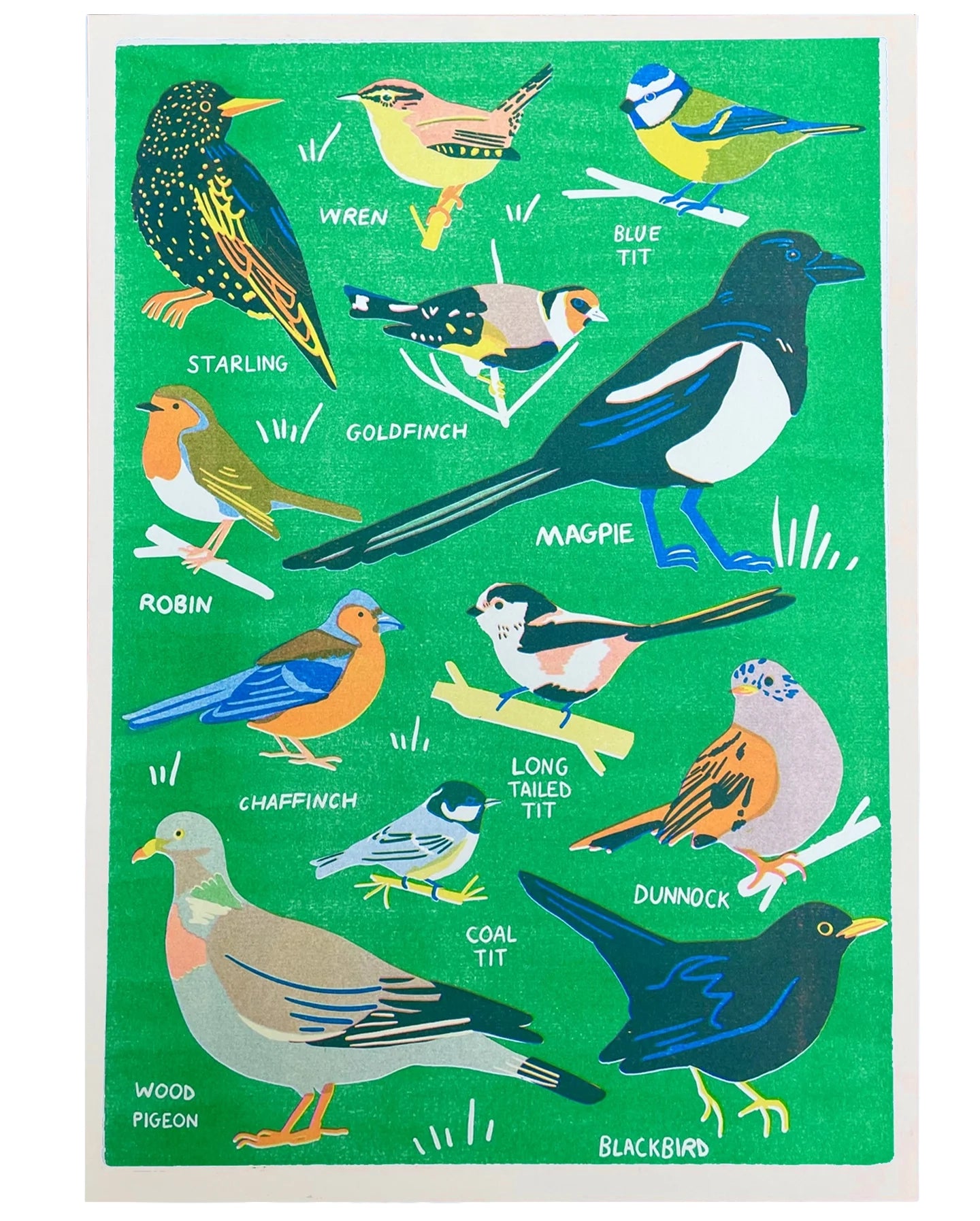 Illustration of various birds with labels on a green background