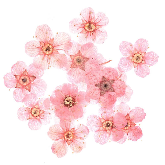 Rico: Filling Material for Resin Dried Flowers Pink - 15pcs