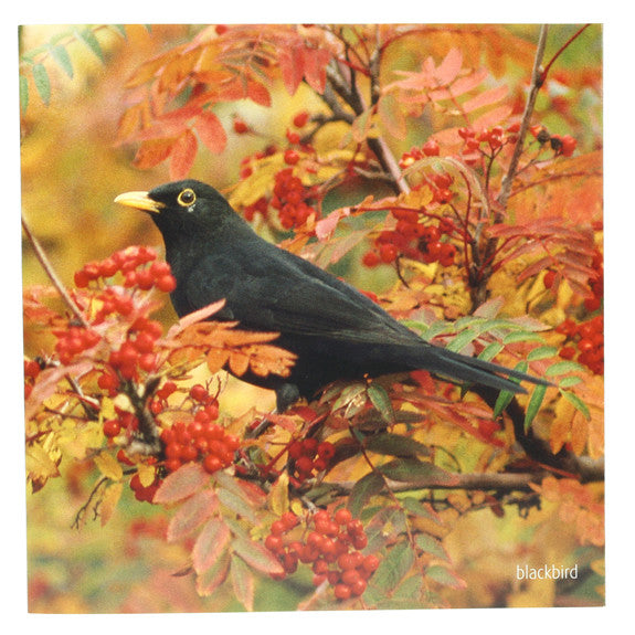 RSPB - Sound Card - Blackbird