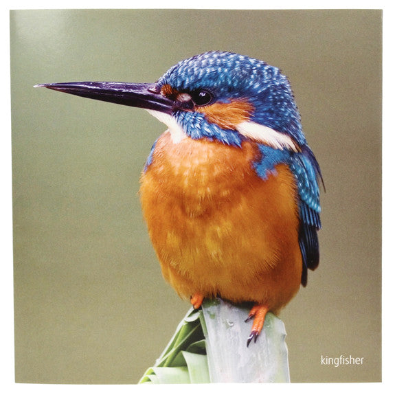 RSPB - Sound Card - Kingfisher