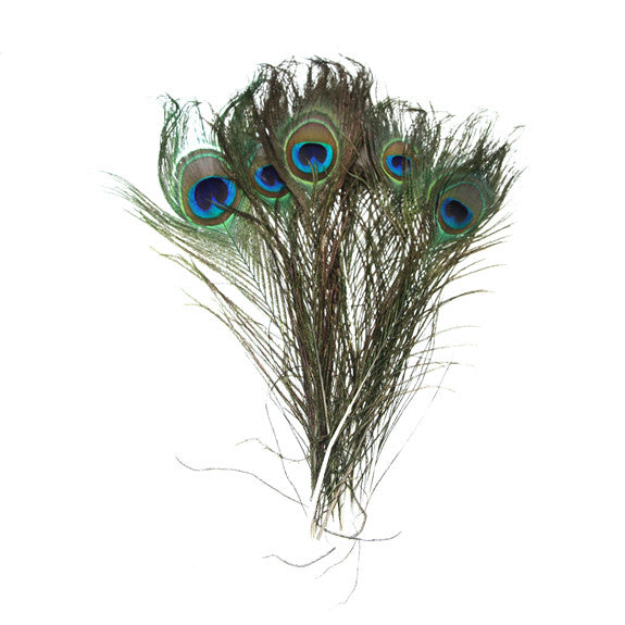 Peacock Feathers Pack of 10
