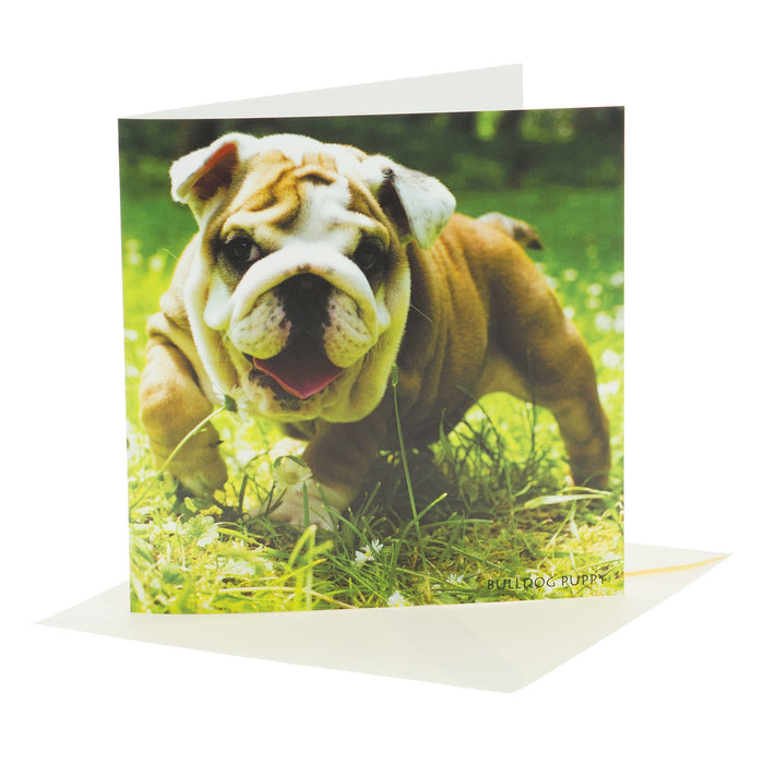 Sound Card - Bulldog Puppy