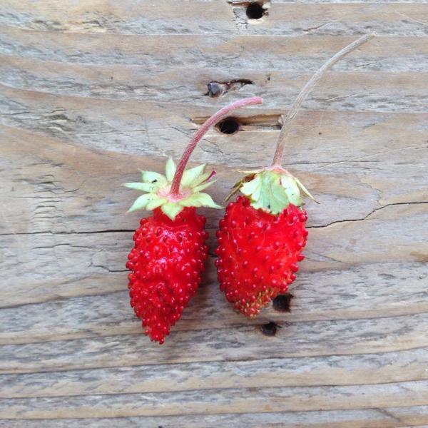 Seed Collection: Alpine Strawberry Baron von Solemacher