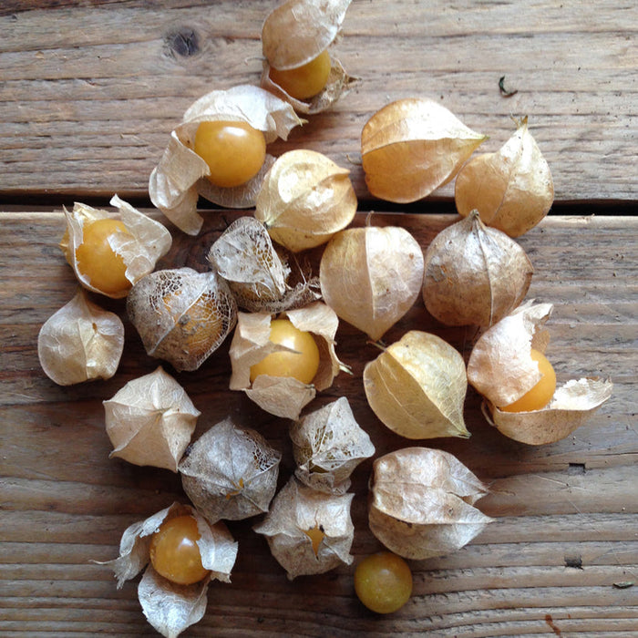 Seed Collection: Cape Gooseberry Golden Berry