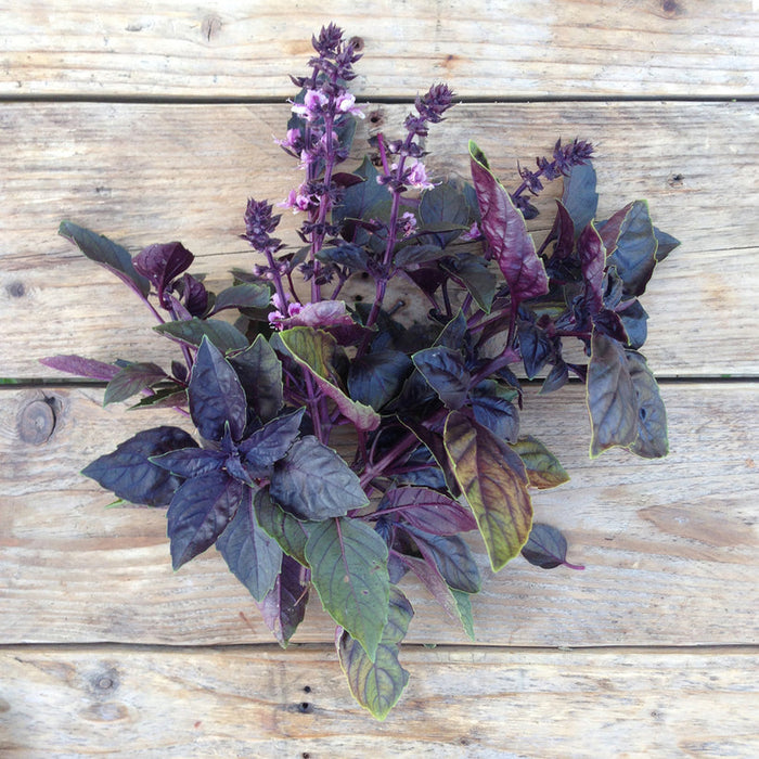 Seed Collection: Red Rubin Basil