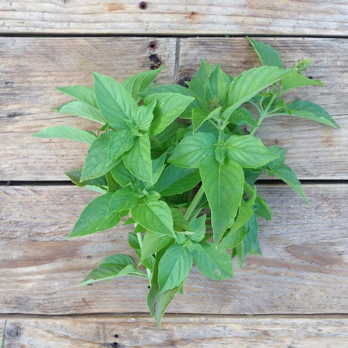 Seed Collection: Mrs Burns Lemon Basil