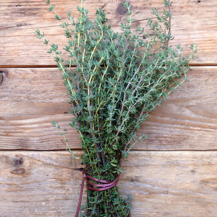 Seed Collection: Thyme de Provence