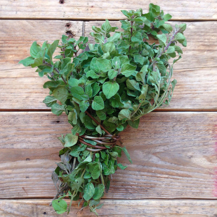 Seed Collection: Greek Oregano