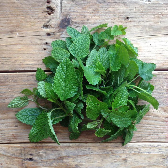 Seed Collection: Lemon Balm