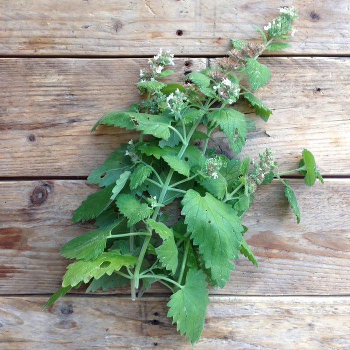 Seed Collection: Catnip Nepeta