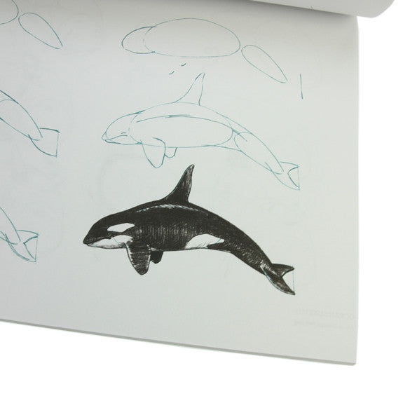 Draw 50 Sharks, Whales and Other Sea Creatures