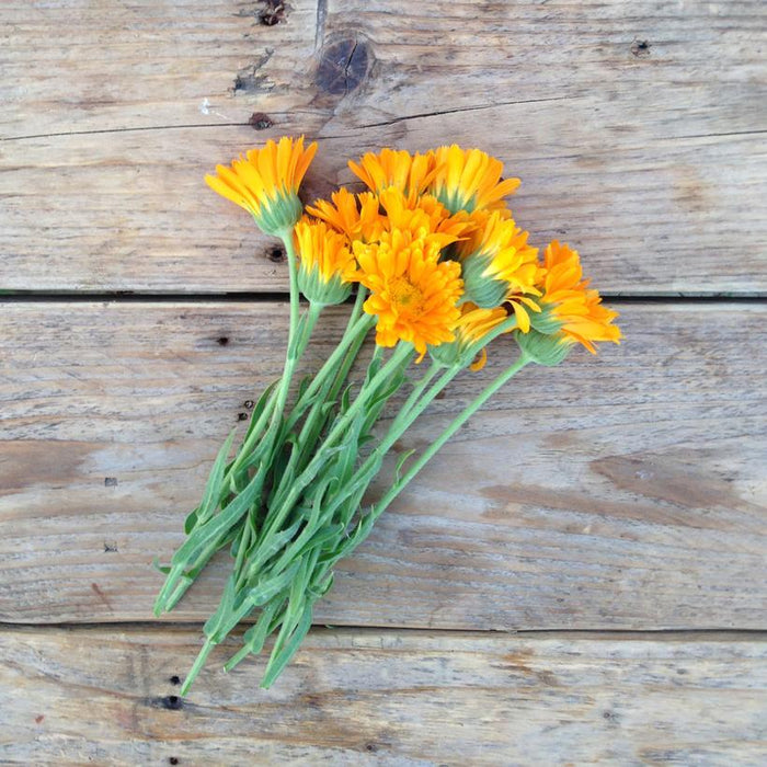 Seed Collection: Erfurter Orangefarbige Calendula