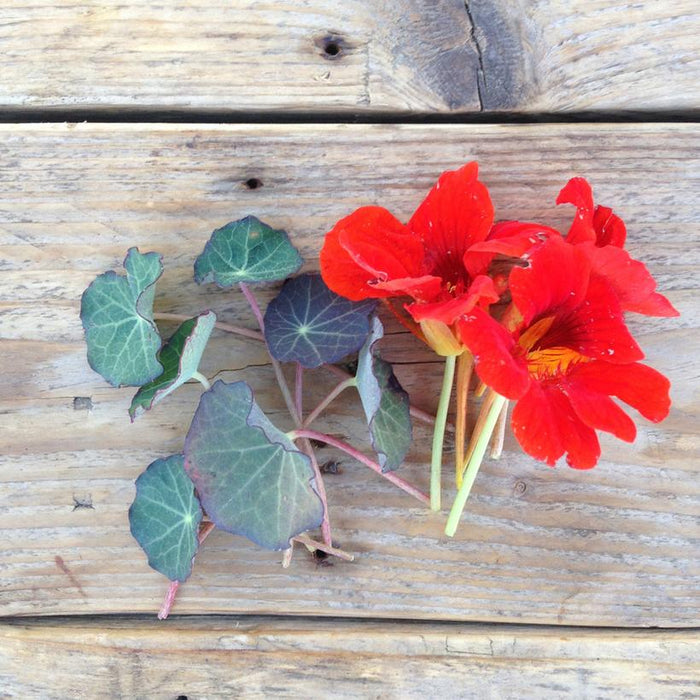 Seed Collection: Nasturtium Blue Pepe