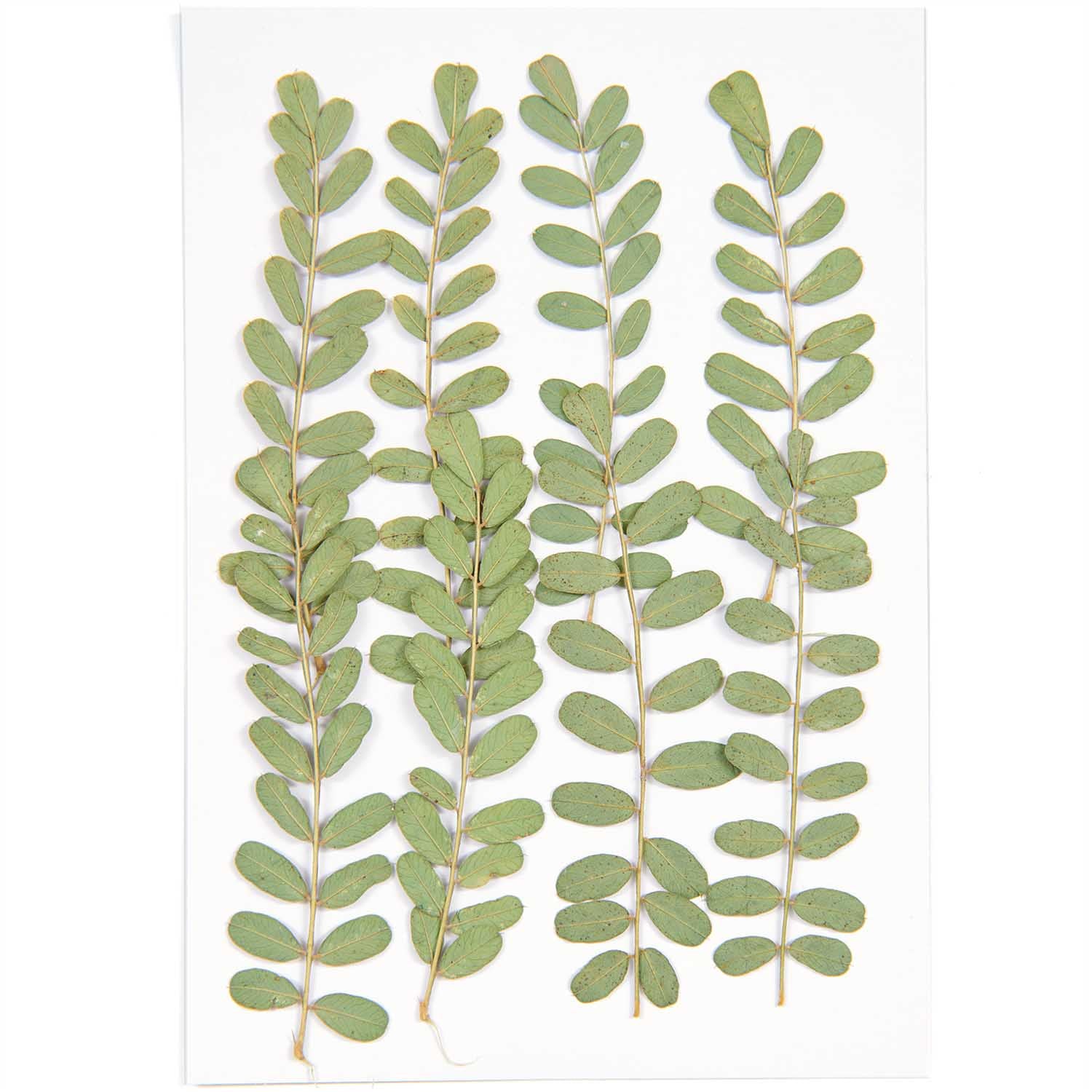Rico Pressed Plants