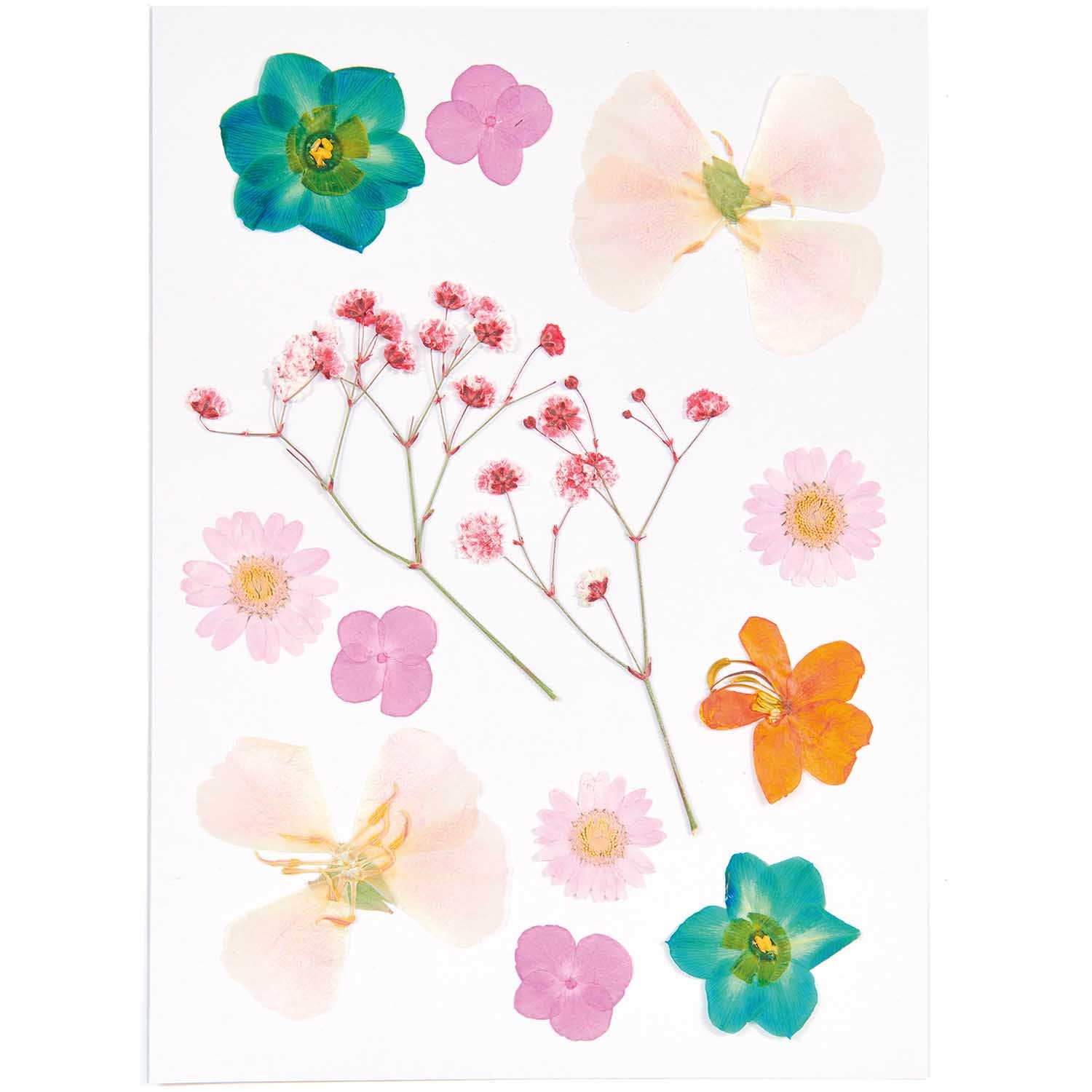 Rico Pressed Flowers