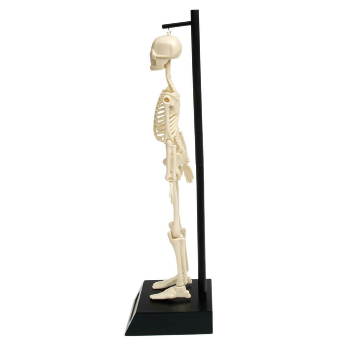 Anatomical Skeleton Educational Model