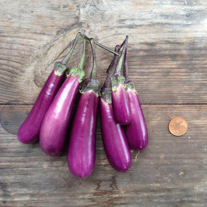 Seed Collection: Slim Jim Eggplant