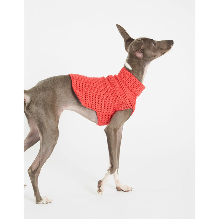 Whippet wearing red jumper