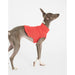 Whippet wearing red jumper