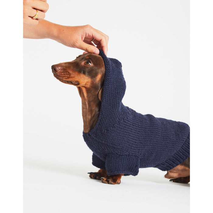 Daschund wearing blue coat
