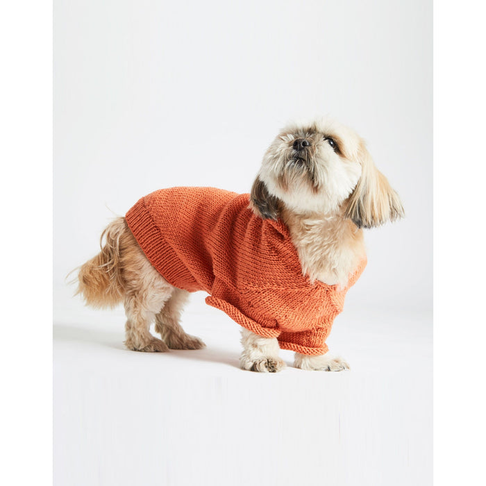 Shi Tzu Wearing orange coat