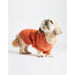 Shi Tzu Wearing orange coat