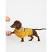 Daschund wearing yellow jumper