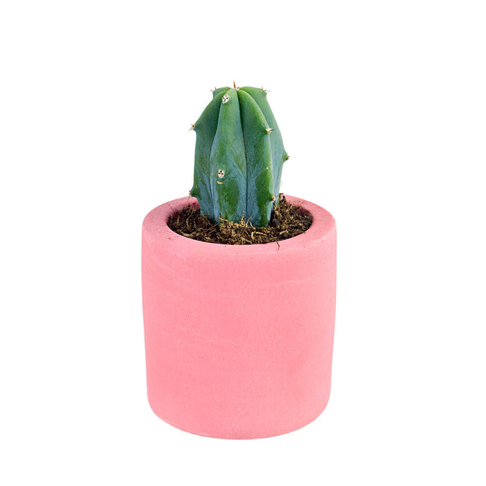 Pink Palette Plant Pot