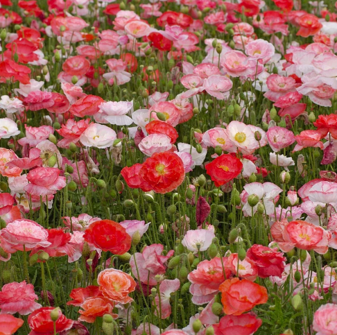 Seed Collection: Falling In Love Poppy
