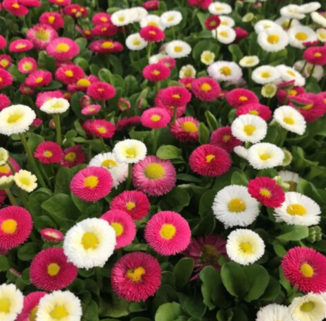 Seed Collection: Pomponette Mix English Daisy