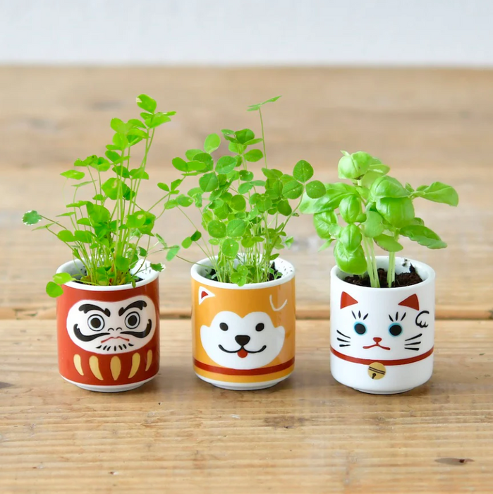 Lucky Plants Cultivation Kit