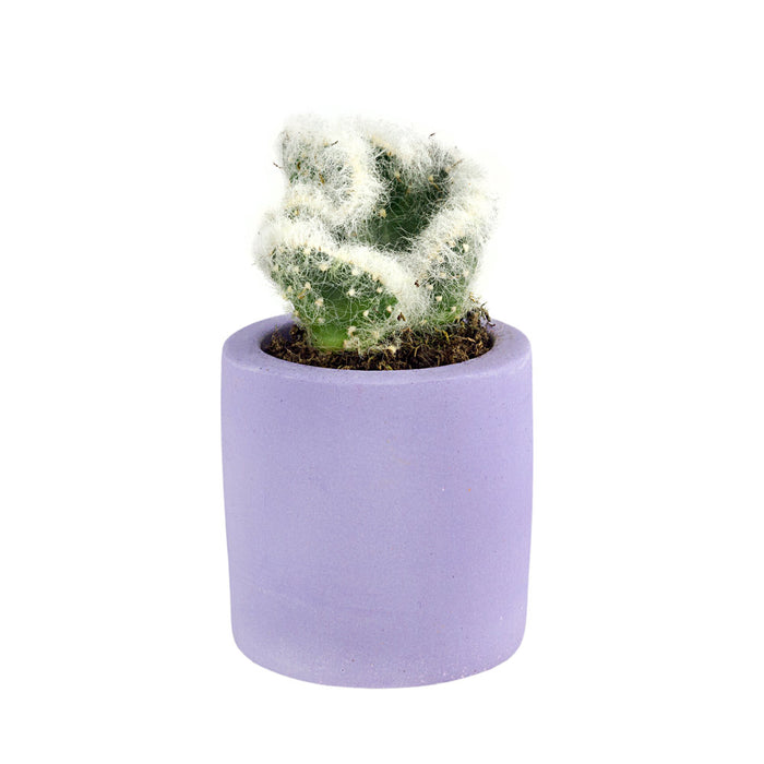 Purple Palette Plant Pot