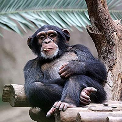 WWF - Sound Card - Chimpanzees