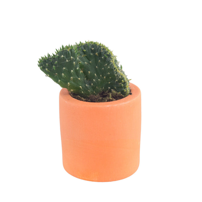 Orange Palette Plant Pot