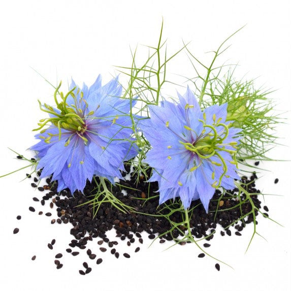 Seed Collection: Black Cumin Nigella