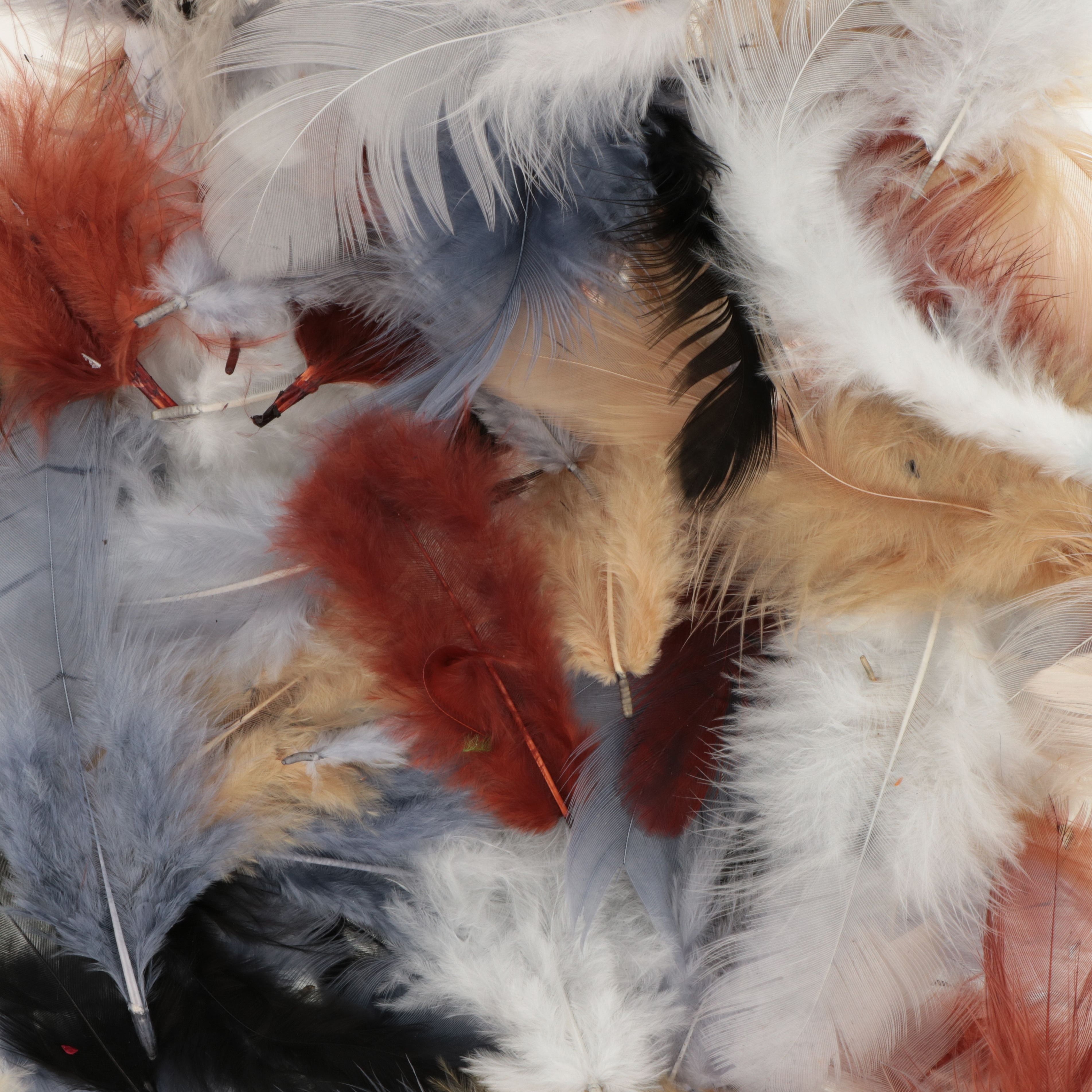 Mixed Coloured Feathers 10G