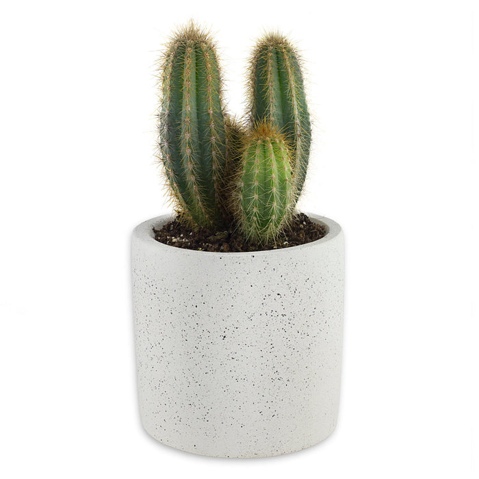 Concrete Plant Pot