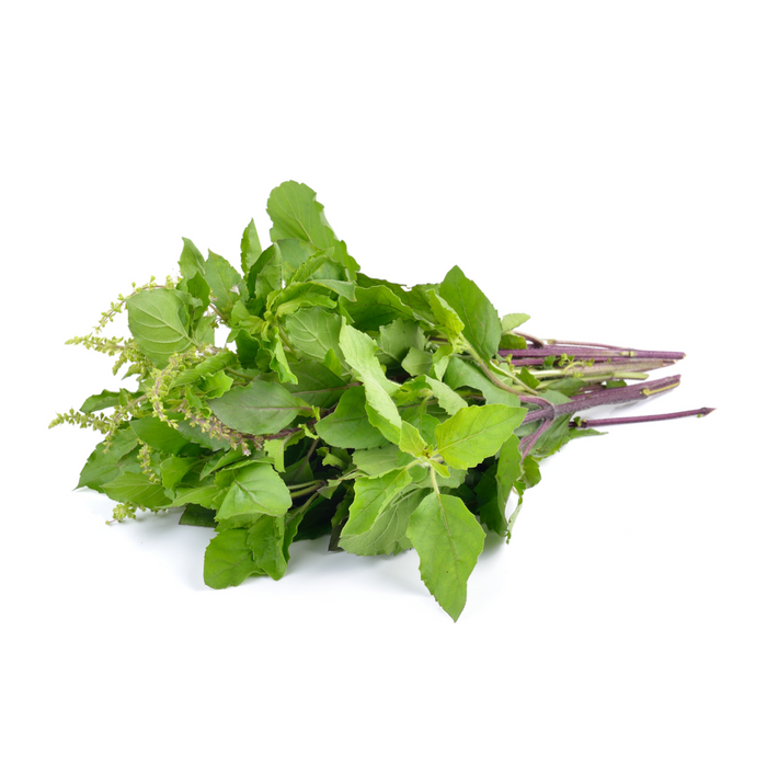 Seed Collection: Holy Green Basil